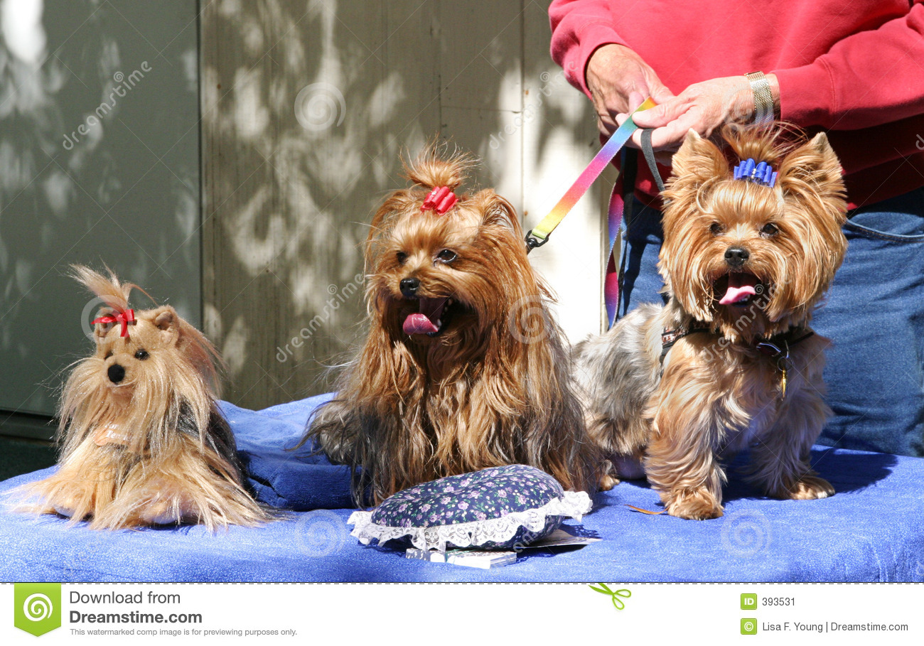 Three Adorable Yorkies Two Are Real And One Is A Stuffed Animal 
