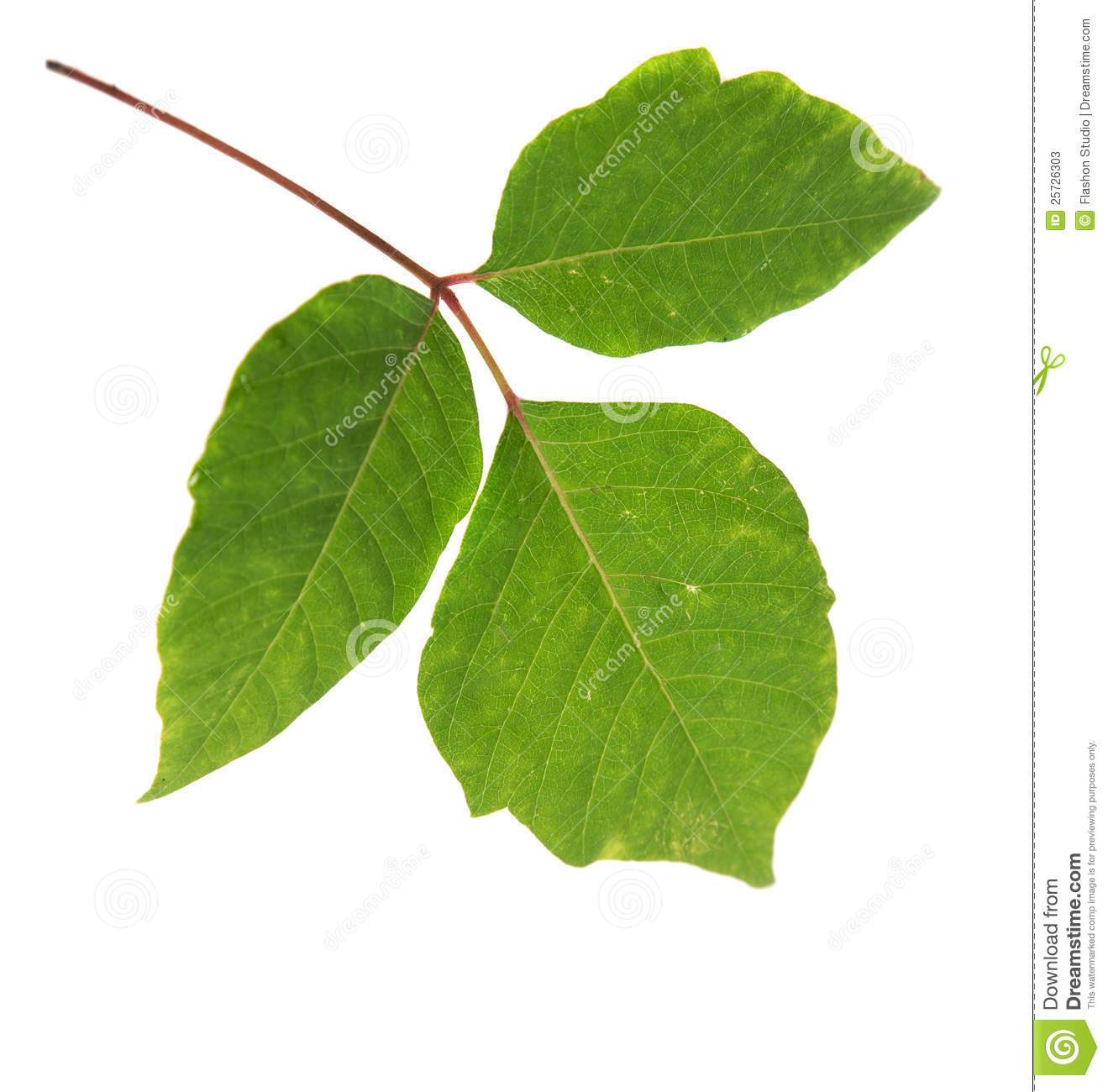 Three Leaves Poison Ivy Isolated Stock Photos   Image  25726303
