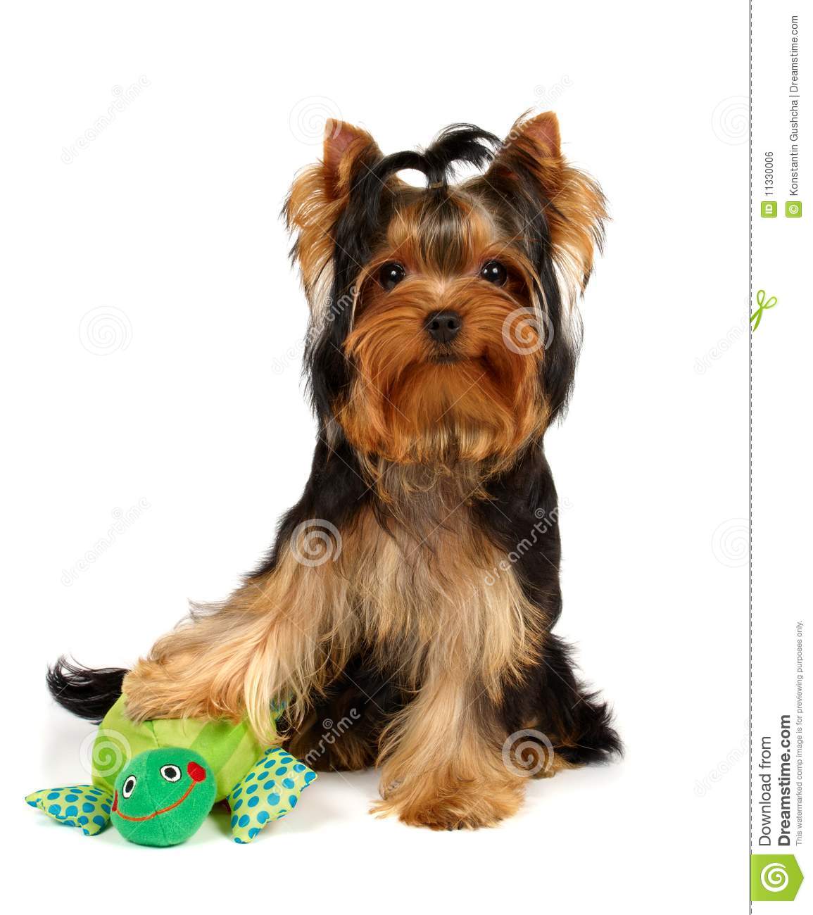     With A Smiling Turtle Toy Royalty Free Stock Image   Image  11330006