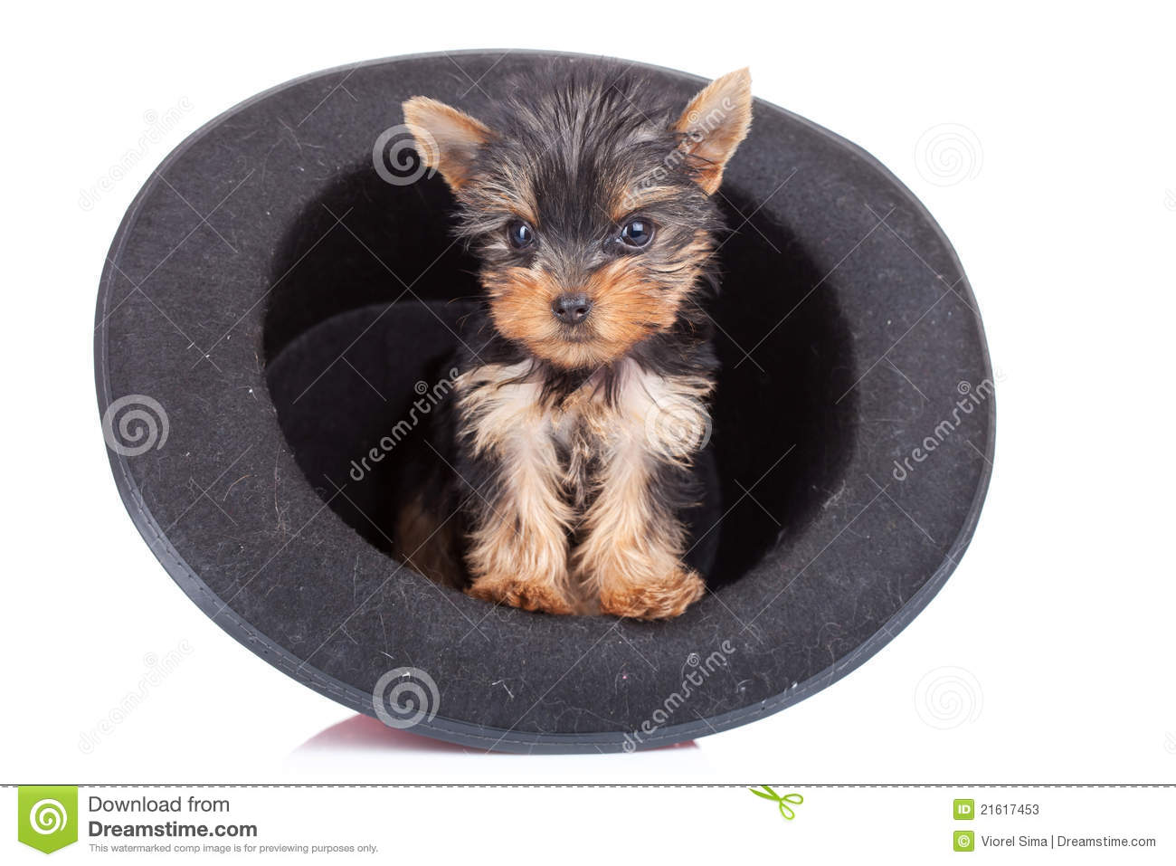 Yorkie In A Hat Stock Photos   Image  21617453