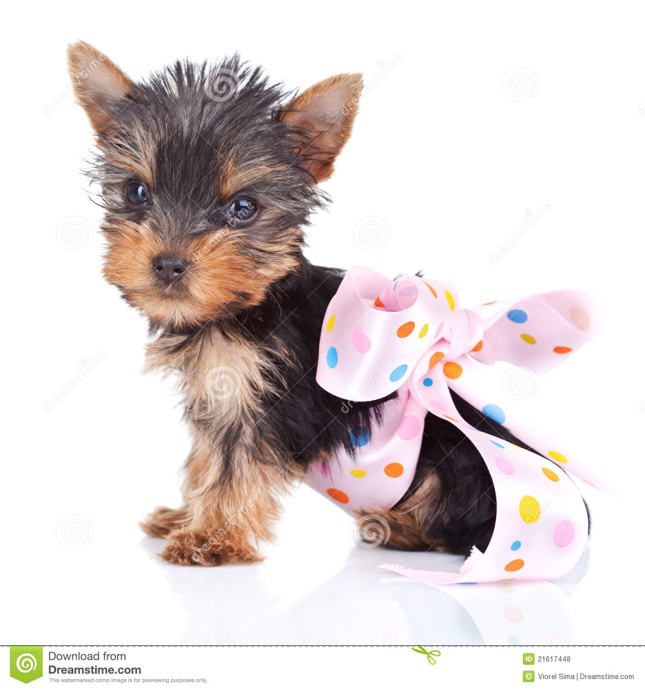 Yorkie Toy In A Pinky Bow Royalty Free Stock Photos   Image  21617448