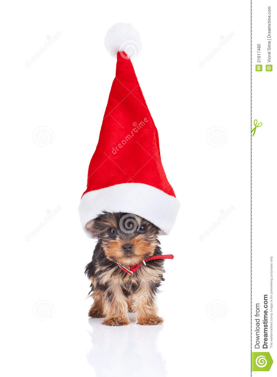 Yorkie Toy Puppy Standing With A Big Santa Hat On White Background 