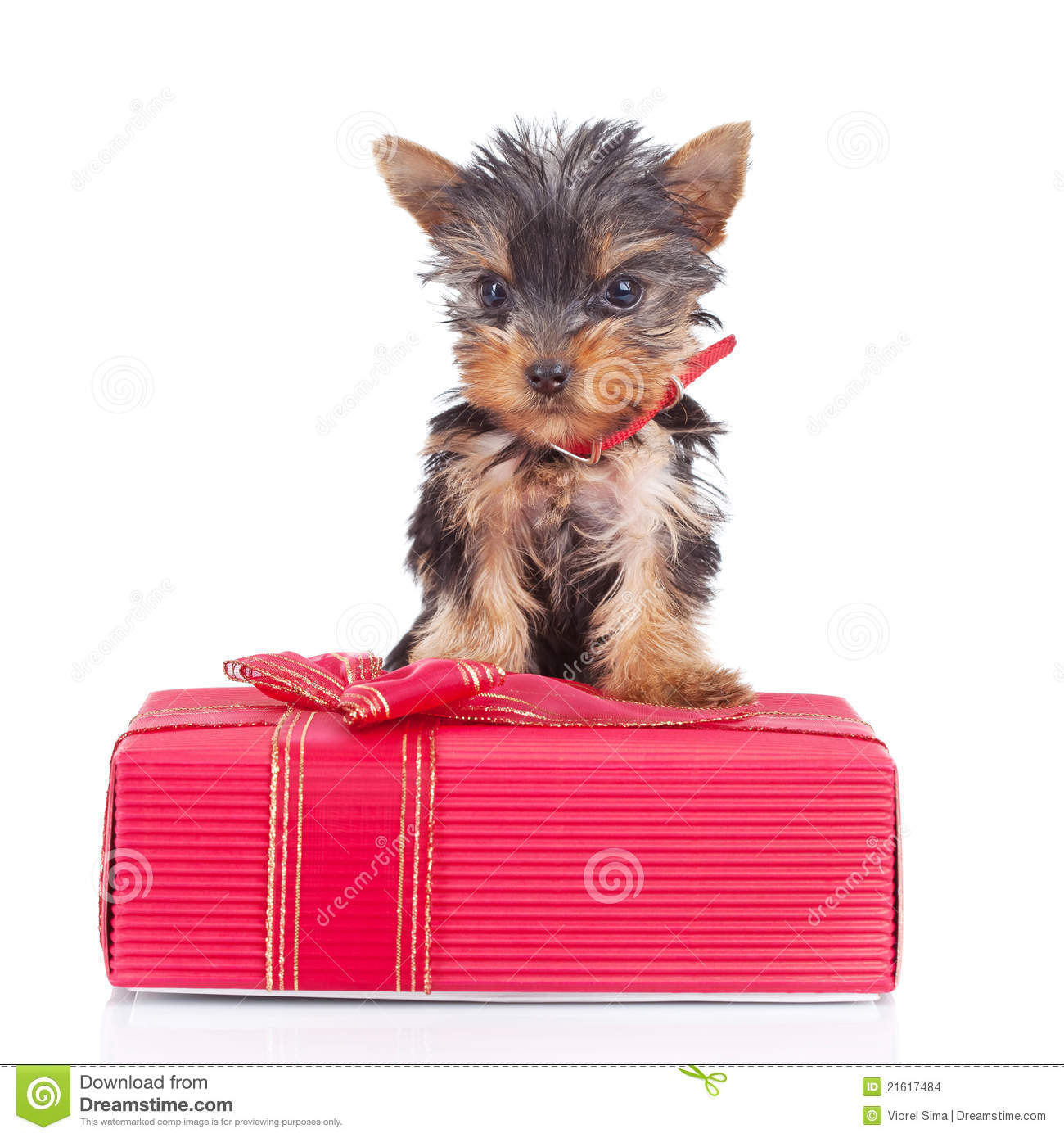 Yorkie Toy Standing On A Gift Stock Images   Image  21617484
