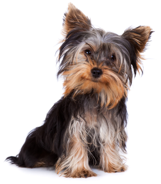 Yorkshire Terrier Dog Collars   Dapper Dog   Dapper Dog Blog   For    