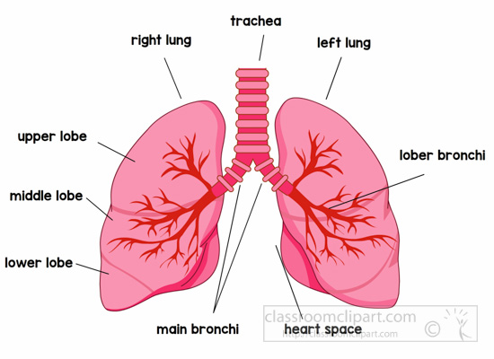 Anatomy   Anatomy Lungs Labeled Clipart   Classroom Clipart