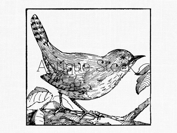 Bird Image  House Wren  Clipart   Bird Vintage Illustration 1917