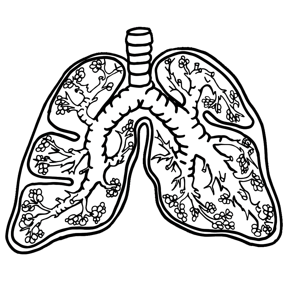 Free Lungs Clipart Charts Coloring Pages And Worksheet