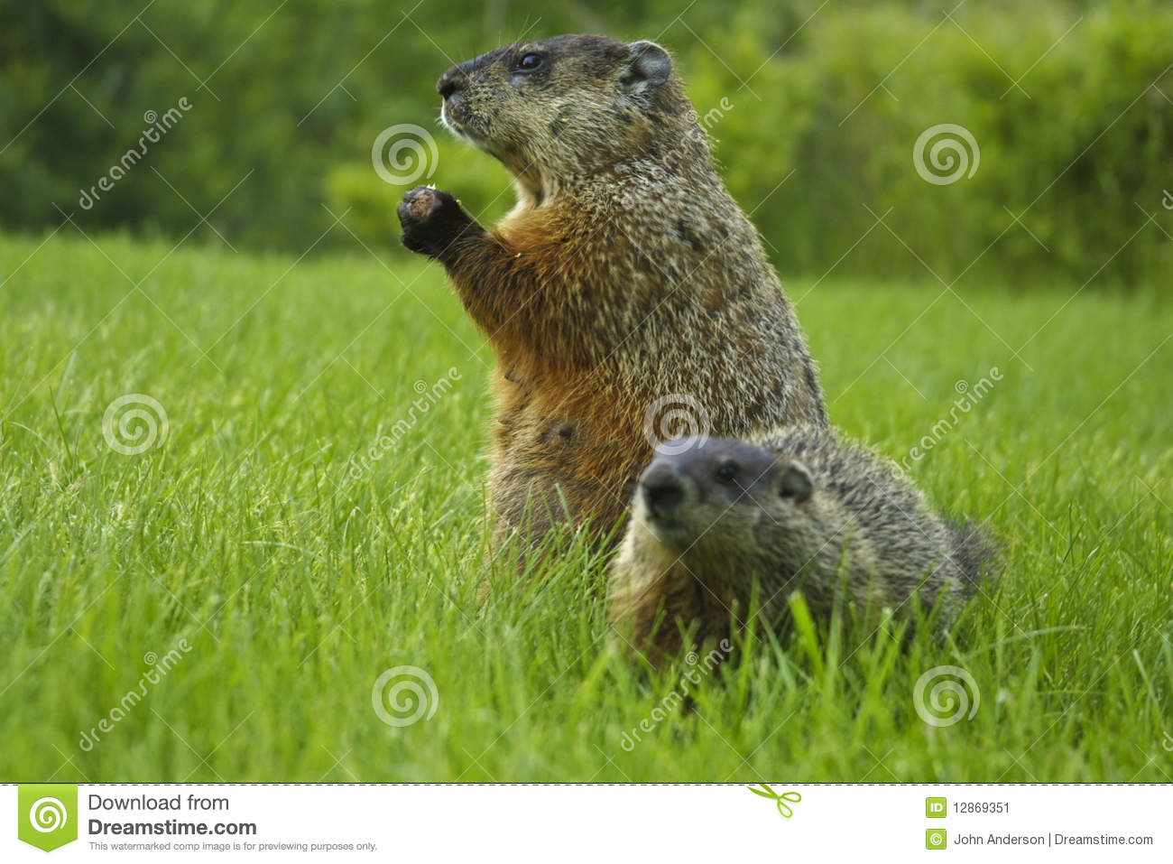 Groundhog In Grass In Maine Near Gold Course With Young