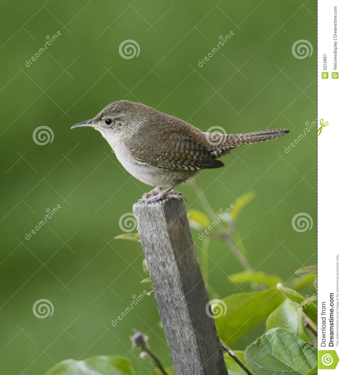 House Wren Royalty Free Stock Photography   Image  5210867