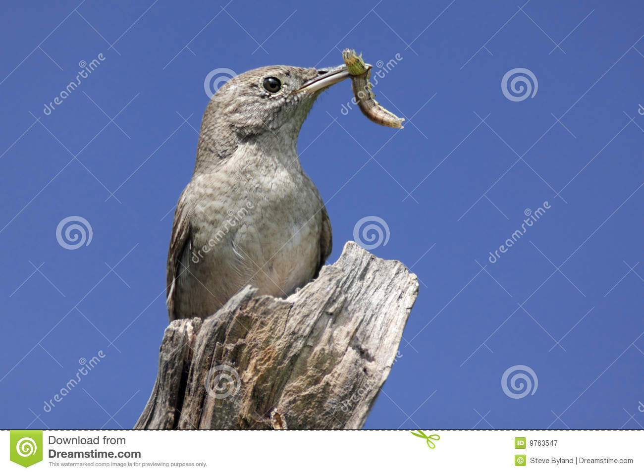 House Wren  Troglodytes Aedon  Carrying A Worm To Its Nest Perched On    