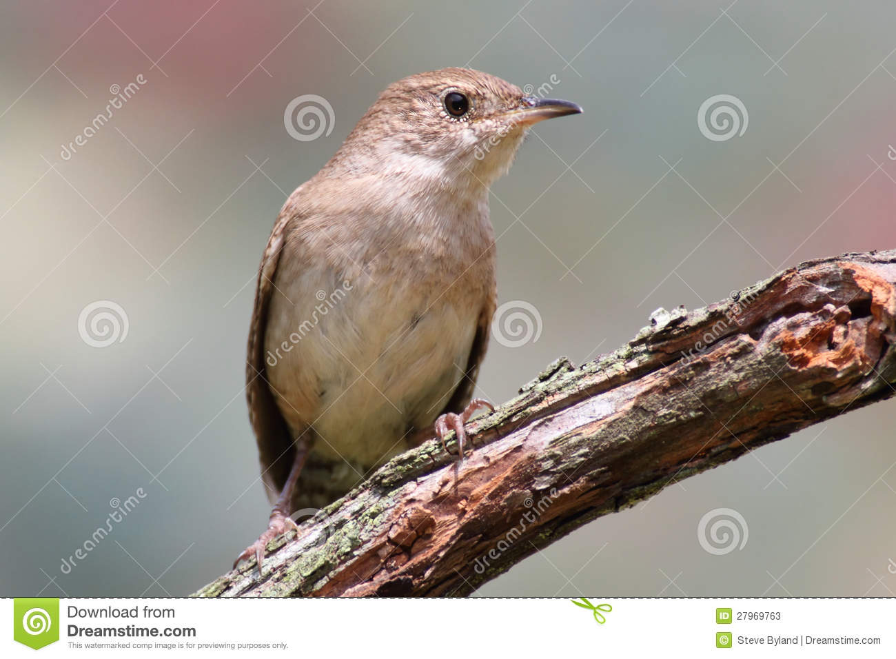 House Wren  Troglodytes Aedon  On A Branch With A Green Background