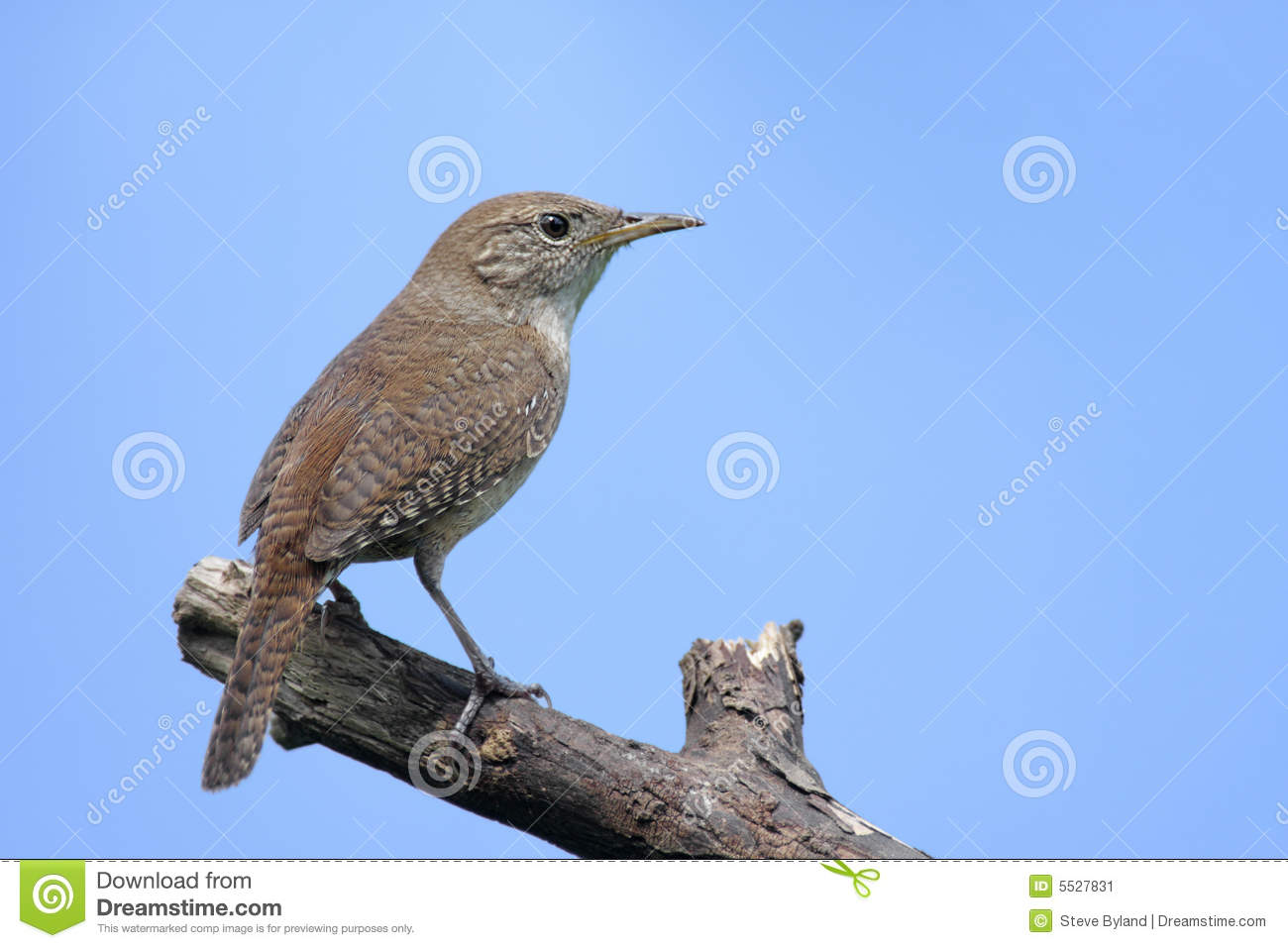 House Wren  Troglodytes Aedon  On A Perch With A Blue Sky Background