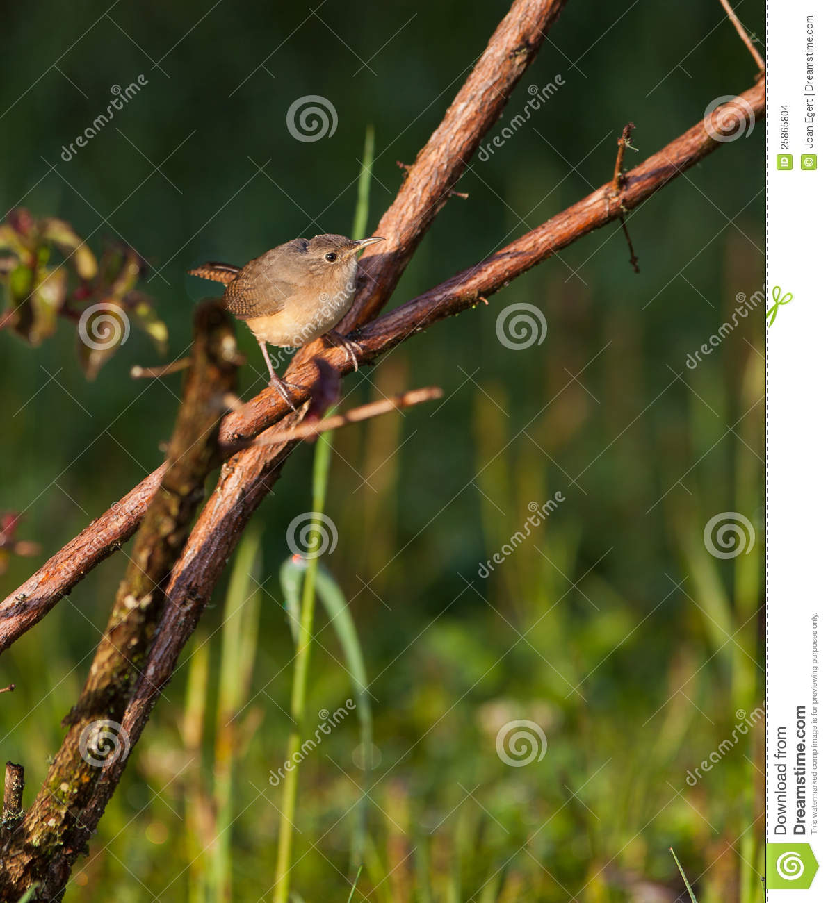 House Wren  Troglodytes Aedon  Perched On A Branch