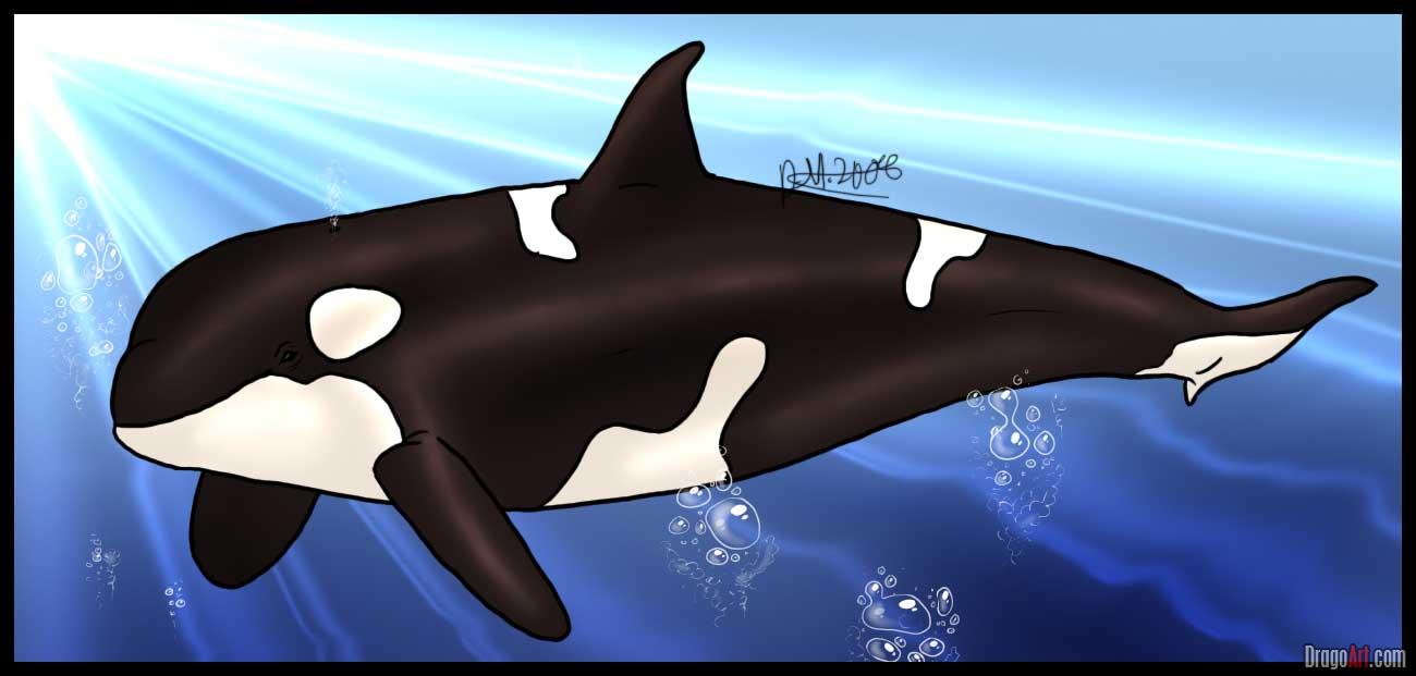 How To Draw A Killer Whale Step By Step Sea Animals Animals Free