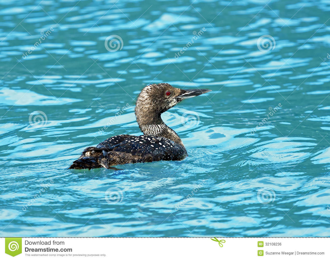 Juvenile Common Loon Royalty Free Stock Image   Image  32108236