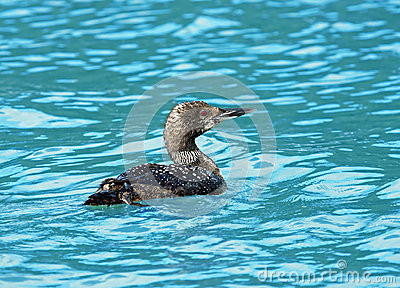 Juvenile Common Loon Royalty Free Stock Image   Image  32108236