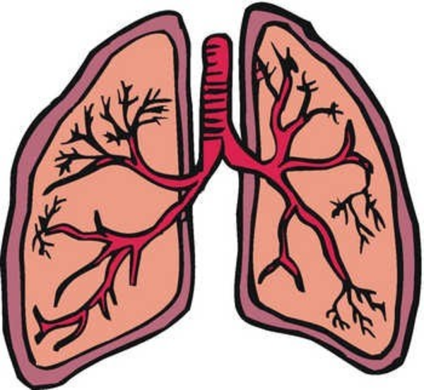 Lung   Free Images At Clker Com   Vector Clip Art Online Royalty Free