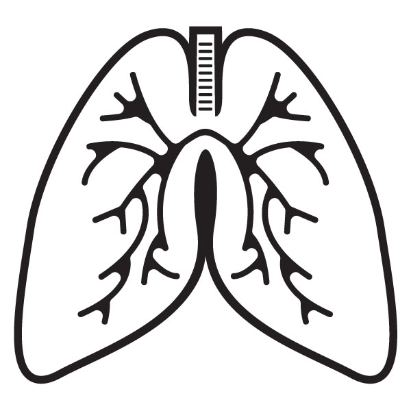 Lungs Anatomy Clip Art For Custom Medical Products   Gifts