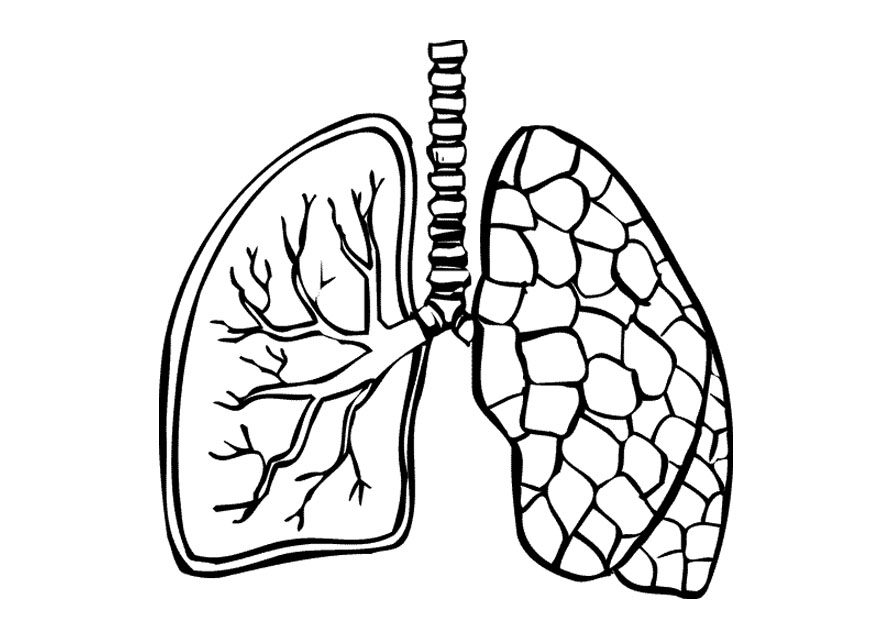Lungs Clipart Black And White   Clipart Panda   Free Clipart Images
