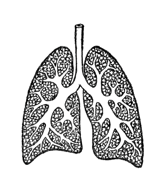 Lungs   Free Stock Photo   Vintage Illustration Of Lungs     13352