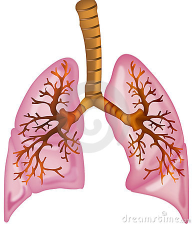 Lungs Royalty Free Stock Image   Image  7023806