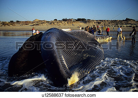 Picture   People Looking At Dead Body Of Blue Whale Calf  Balaenoptera