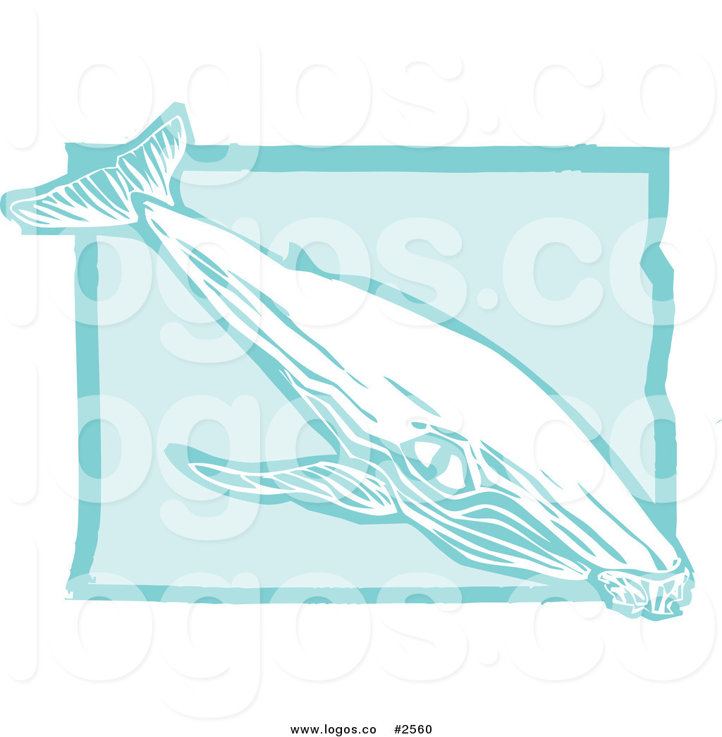 Rorquals Whales