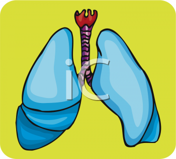 Royalty Free Clip Art Image  Lungs