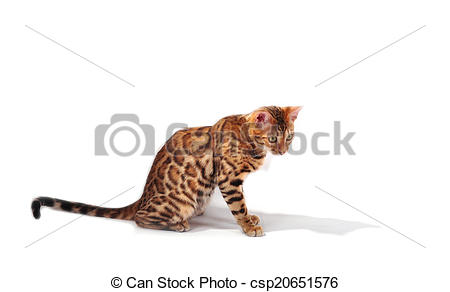 Bengal Cat   Csp20651576