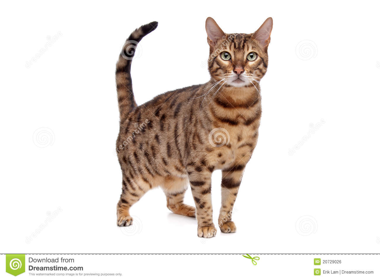 Bengal Cat Royalty Free Stock Image   Image  20729026