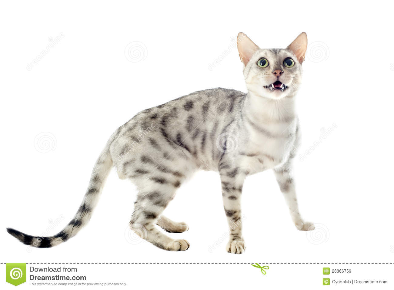 Bengal Cat Royalty Free Stock Images   Image  26366759