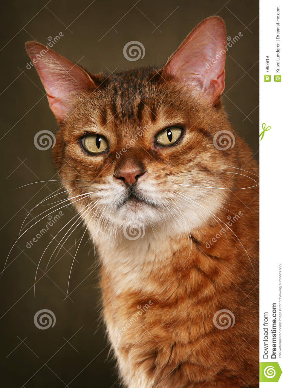 Bengal Cat Royalty Free Stock Images   Image  7969919