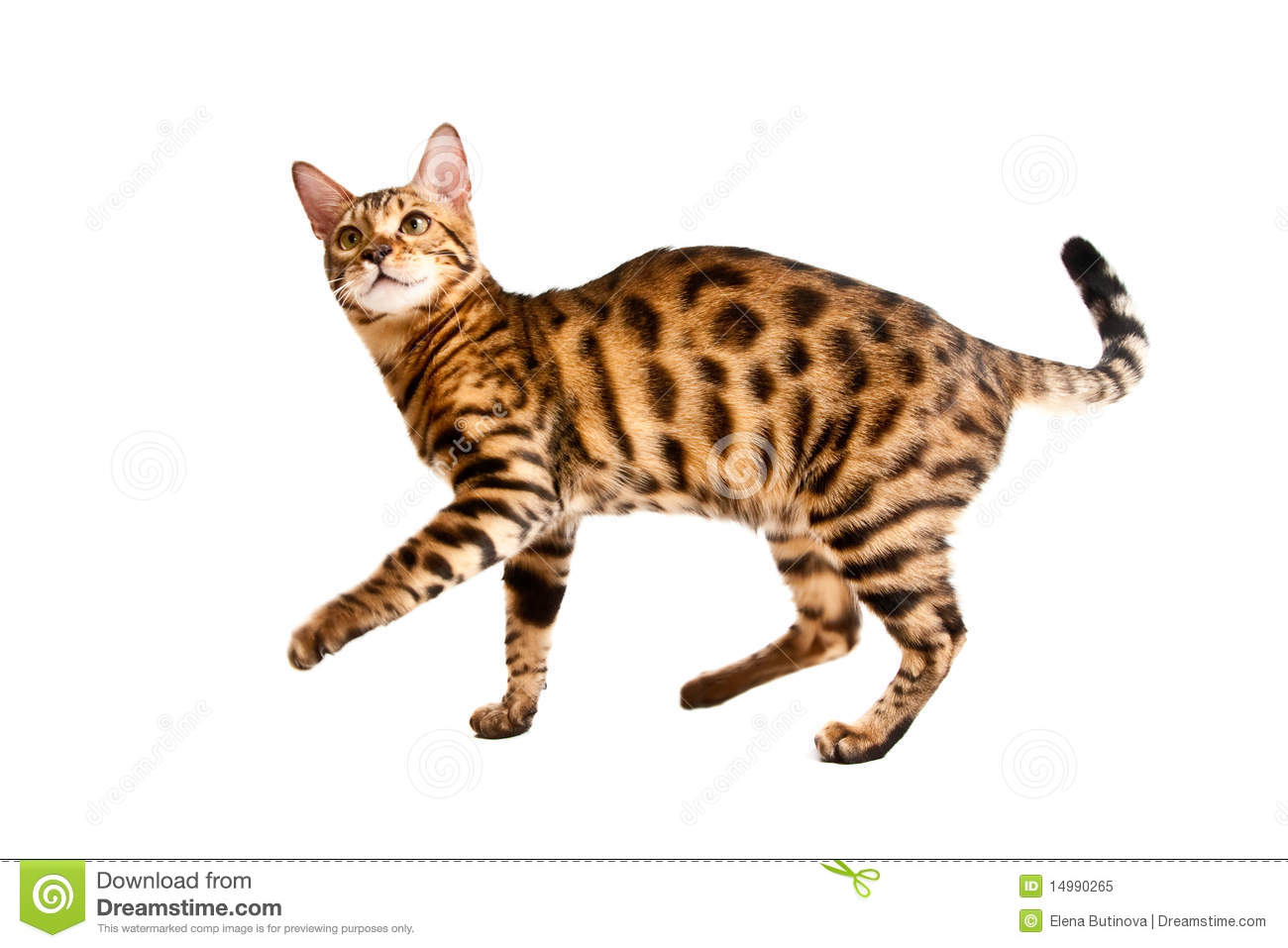Bengal Cat Royalty Free Stock Photo   Image  14990265