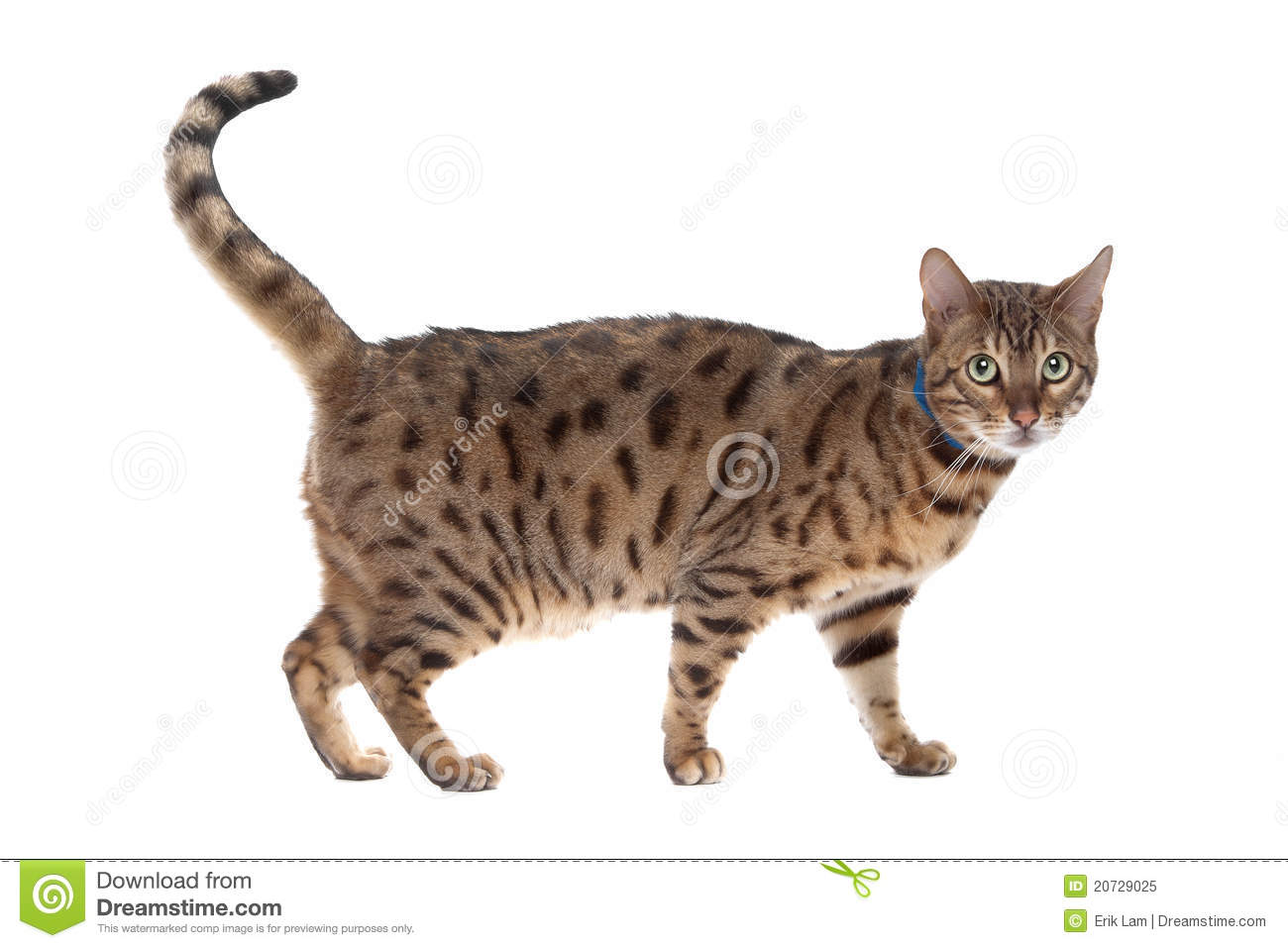 Bengal Cat Royalty Free Stock Photo   Image  20729025