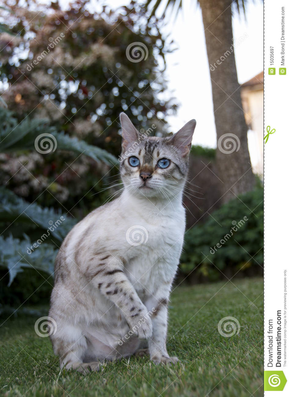 Bengal Cat Royalty Free Stock Photography   Image  15035697