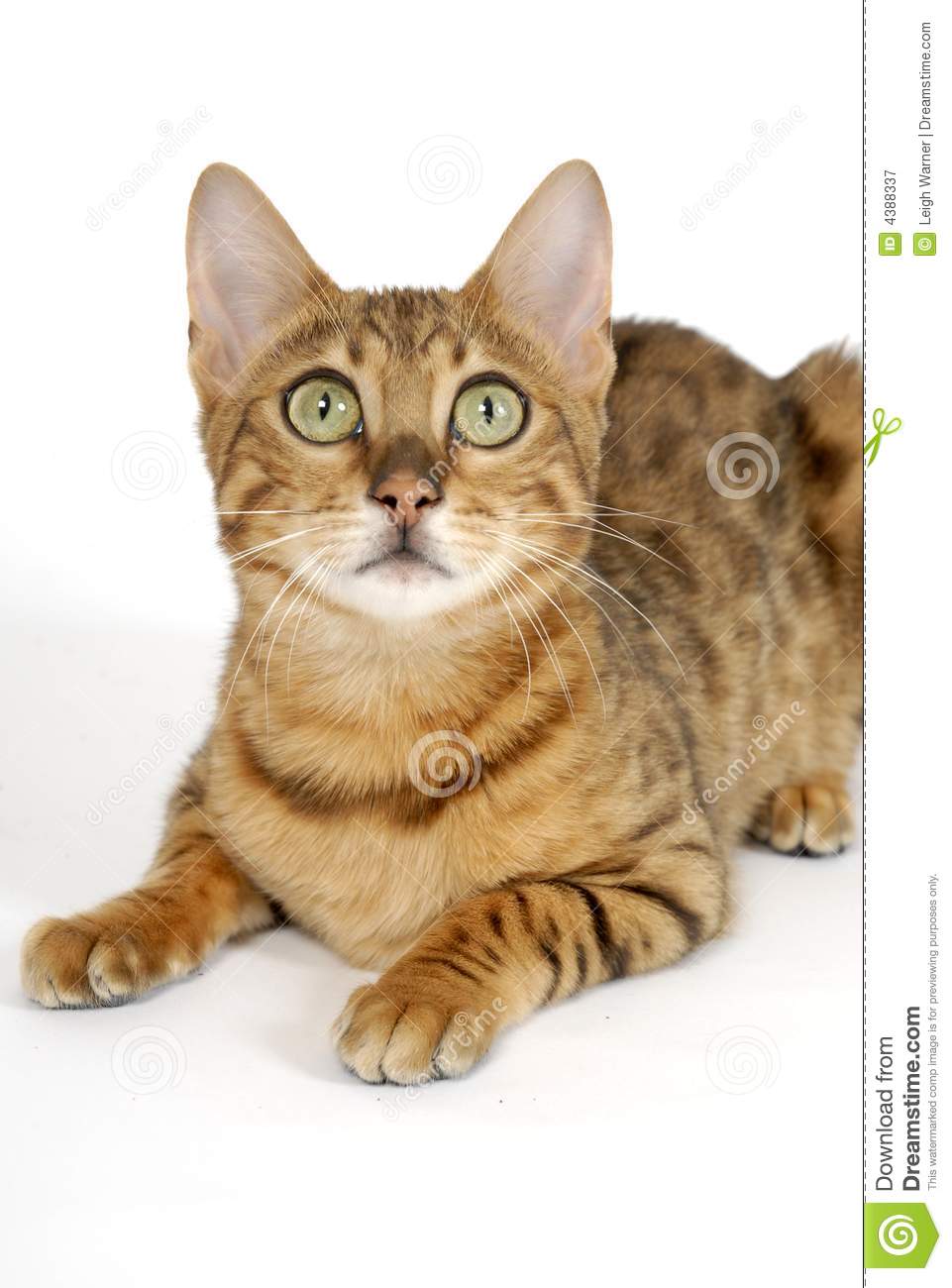 Bengal Cat Royalty Free Stock Photography   Image  4388337