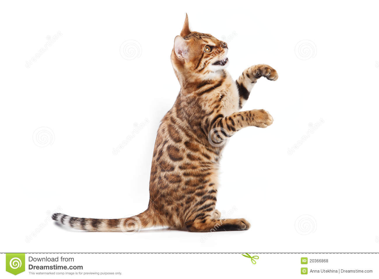 Bengal Cat Royalty Free Stock Photos   Image  20366868