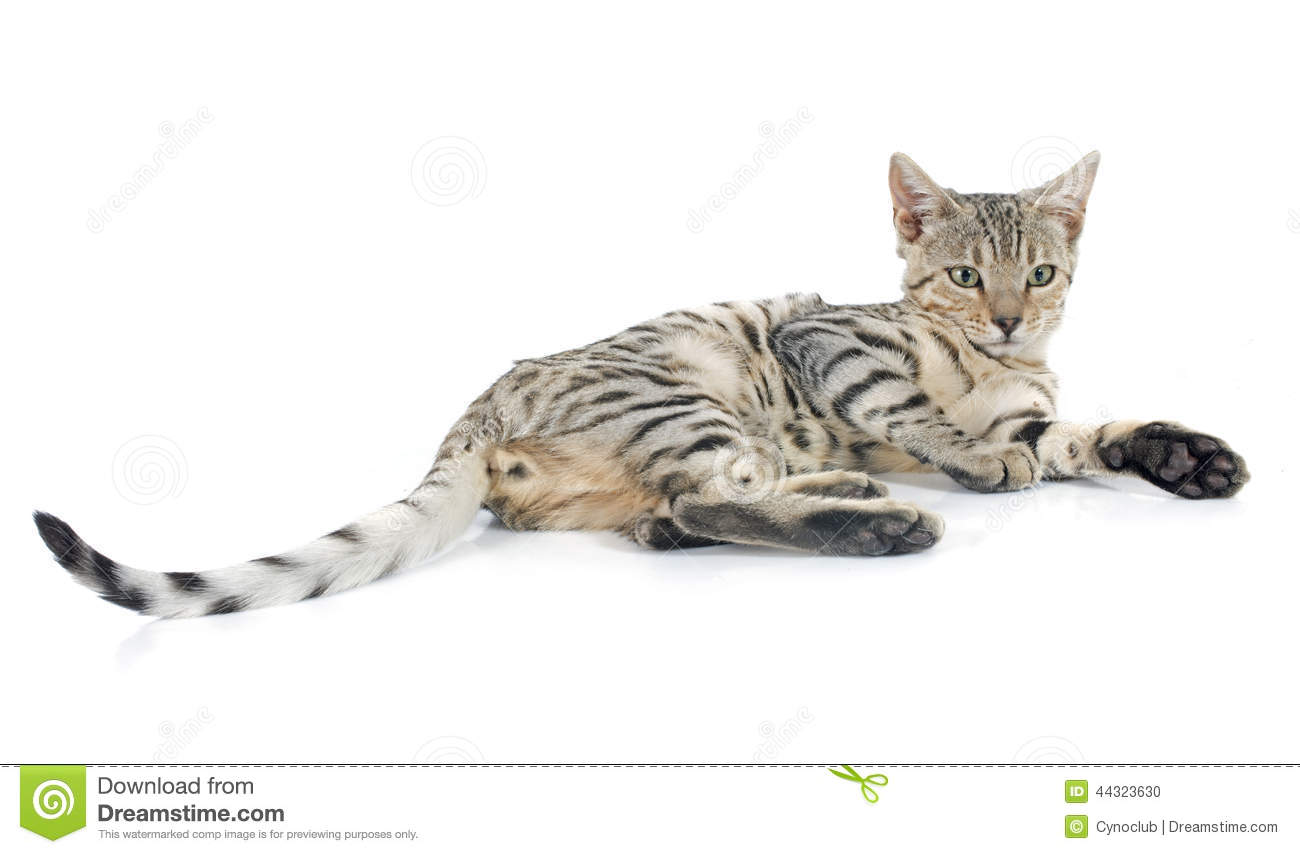 Bengal Cat Stock Photo   Image  44323630