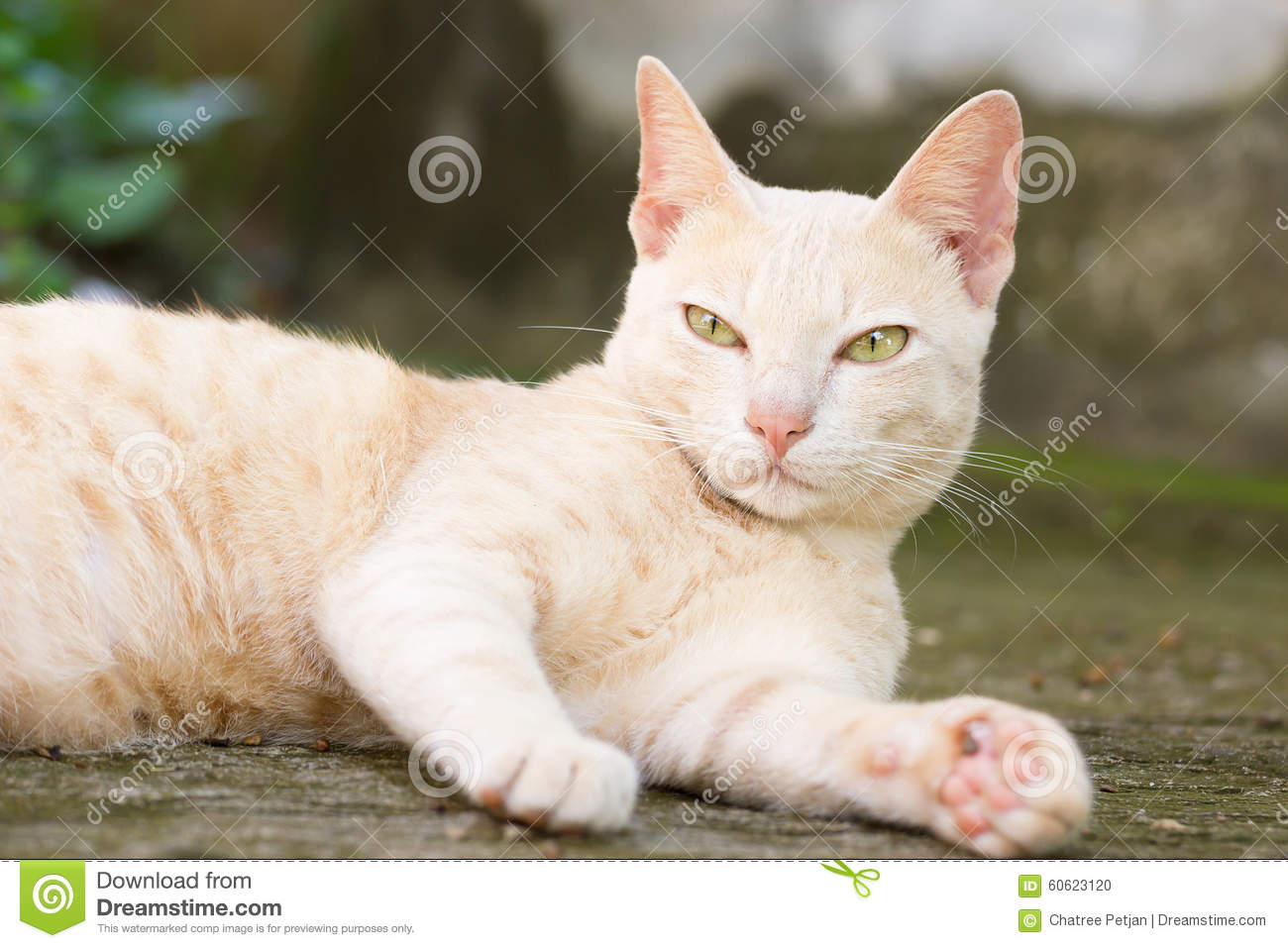 Bengal Cat Stock Photo   Image  60623120