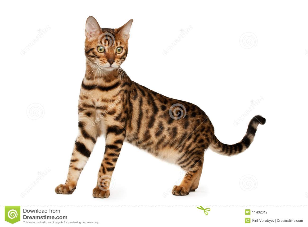 Bengal Cat Stock Photography   Image  11432012