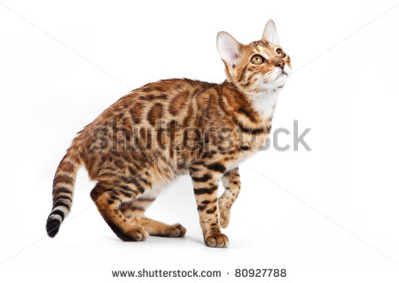 Bengal Cat Stock Photos Illustrations And Vector Art