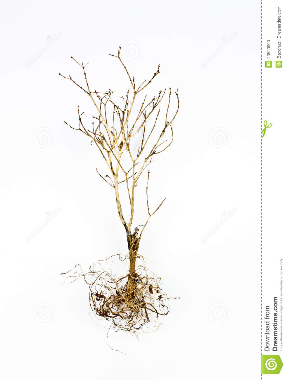 Dead Plant Clipart Dead Plant Is Isolated On