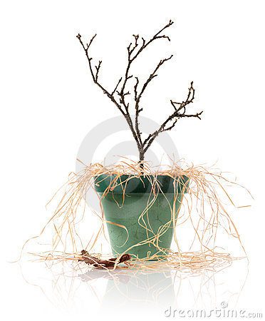 Dead Plant Royalty Free Stock Photo   Image  10102165