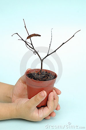 More Similar Stock Images Of   Dead Potted Plant  