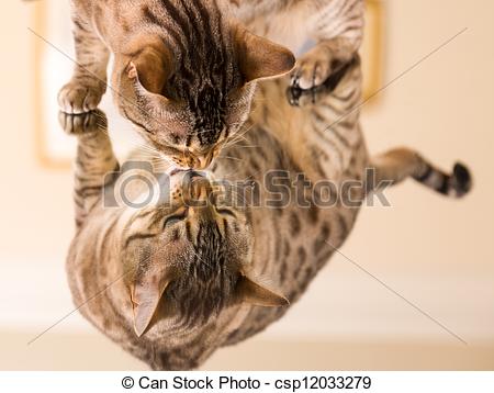 Picture Of Orange Brown Bengal Cat Reflecting In Mirror   Orange And    