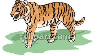 Roaring Bengal Tiger   Royalty Free Clipart Picture