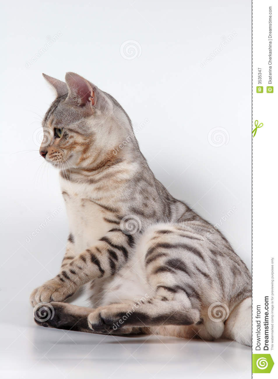 Spotted Cat Of Bengals Breed 