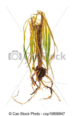 Stock Photo Of Dead Plant Showing Roots Over White   Dead Plant With    