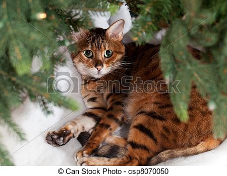 Stock Photography Of Bengal Cat Under Christmas Tree   Bengal Kitten    