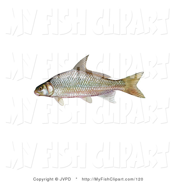 Carpsucker Fish Carpoides Carpio On White Fish Clip Art Jvpd